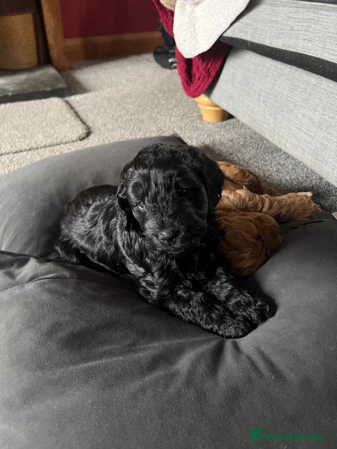 Cockapoo dogs for sale: Cockapoo puppies for sale - Advert 11