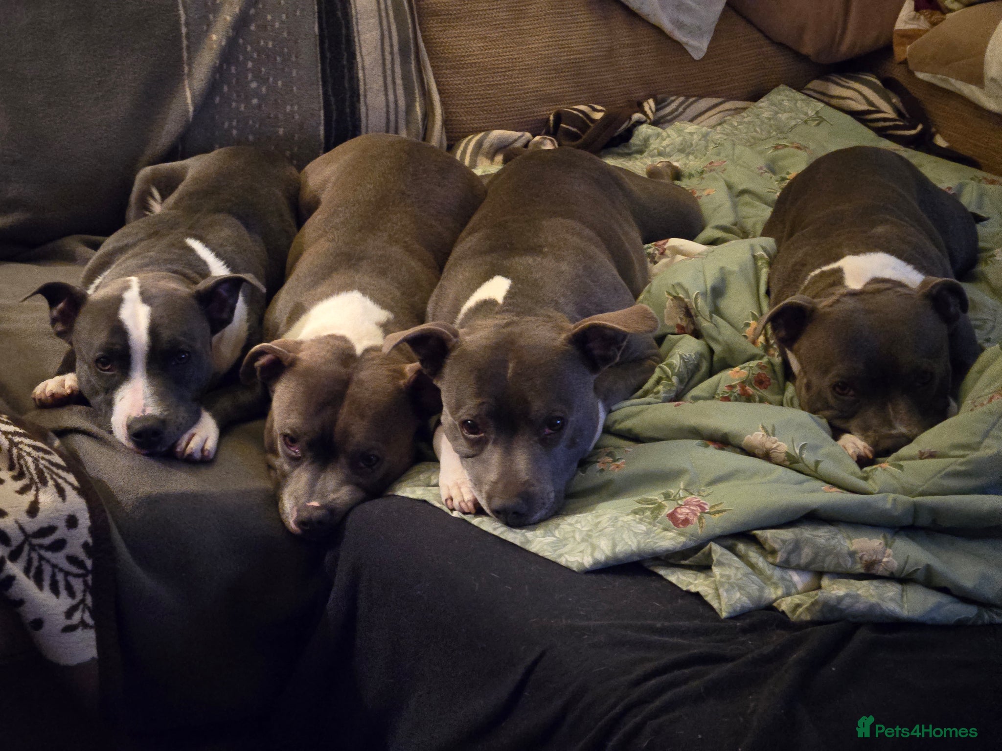 Staffordshire Bull Terrier dogs BEST OF THE BEST RARE STAFFORDSHIRE BULL TERRIERS - Advert 2