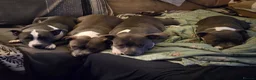 Staffordshire Bull Terrier dogs for sale: BEST OF THE BEST RARE STAFFORDSHIRE BULL TERRIERS - Advert 1