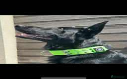German Shepherd dogs for stud: German Shepherd *STUD* - Image 9
