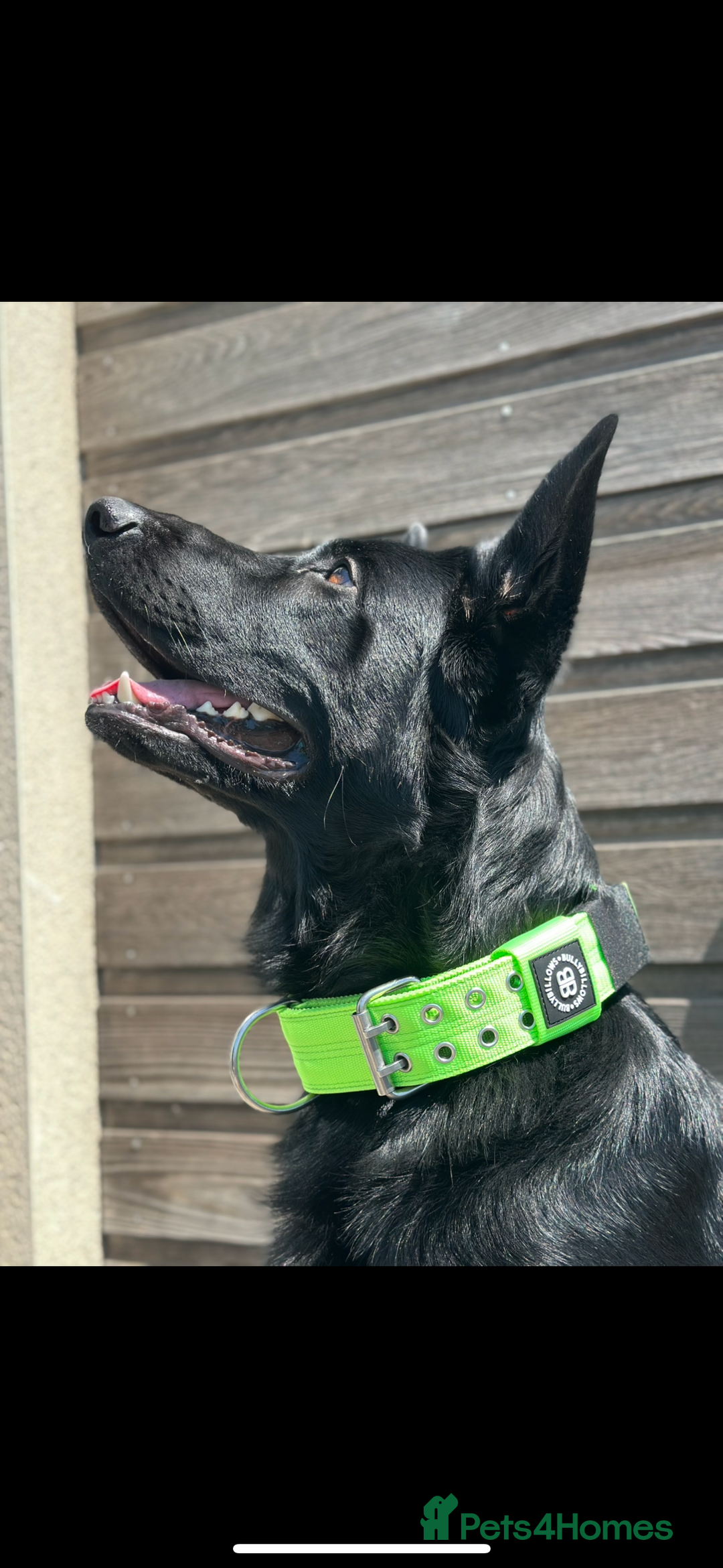 German Shepherd dogs for stud: German Shepherd *STUD* - Image 9