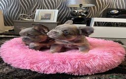 French Bulldog dogs for sale: Fluffy Female Frenchies  - Image 4