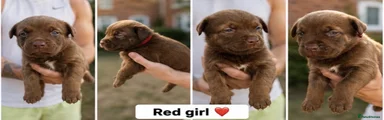 Red girl 