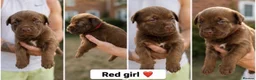Mixed Breed dogs for sale: Rottweiler X Belgium Mali Puppies - Advert 5