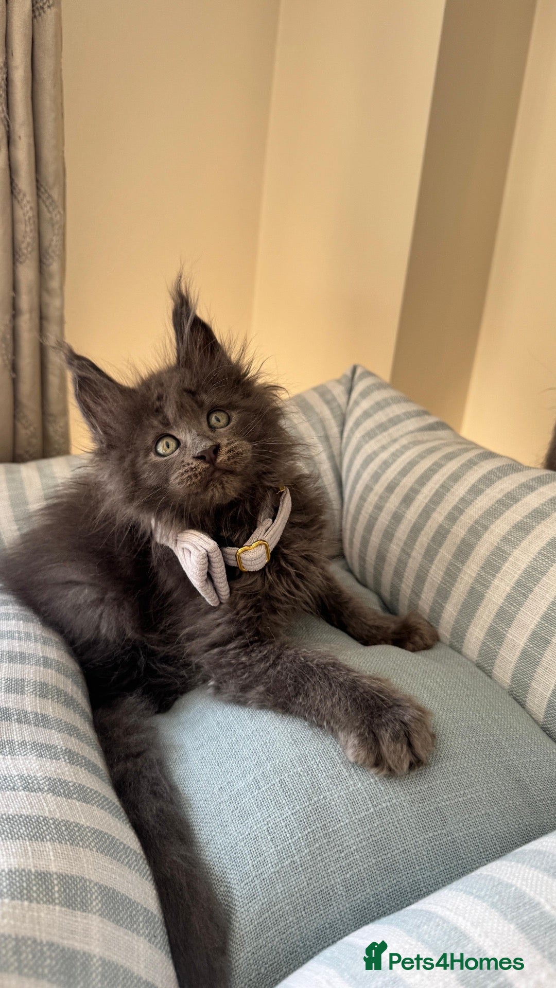 Maine Coon cats GCCF Rarely Available Mackerel XXLRussianBloodline - Advert 1