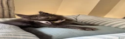 Maine Coon cats for sale: GCCF Rarely Available Mackerel XXLRussianBloodline - Advert 4