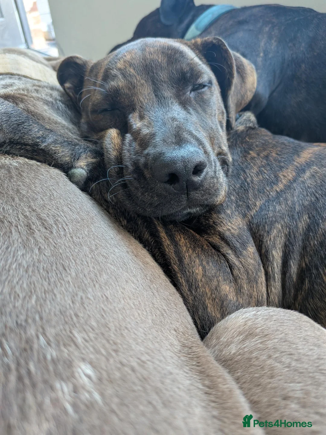 Mixed Breed dogs for sale: Staffy X Cane Corso - Advert 2
