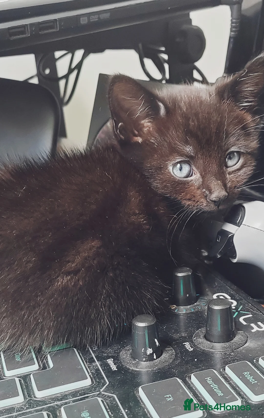 Mixed Breed cats for sale: 3 Beautiful boys looking for their forever home  - Advert 4