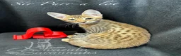 Savannah cats for sale: 2 and 3 months old. Tica Regist. Savannahs - Advert 23