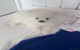 Pomeranian dogs for sale: Adorable White Teddy-Bear Pom Puppies! - Image 25