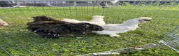 Chickens poultry for sale: Silkie Chickens – 2 Silkie Hens &  Silkie Cockerel - Advert 5