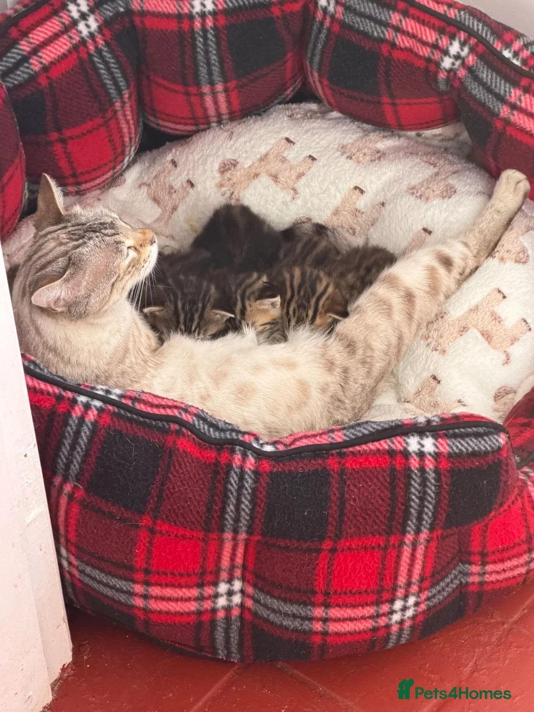 Bengal cats for sale: Bengal kittens Mum is Tica registered Active  - Advert 6