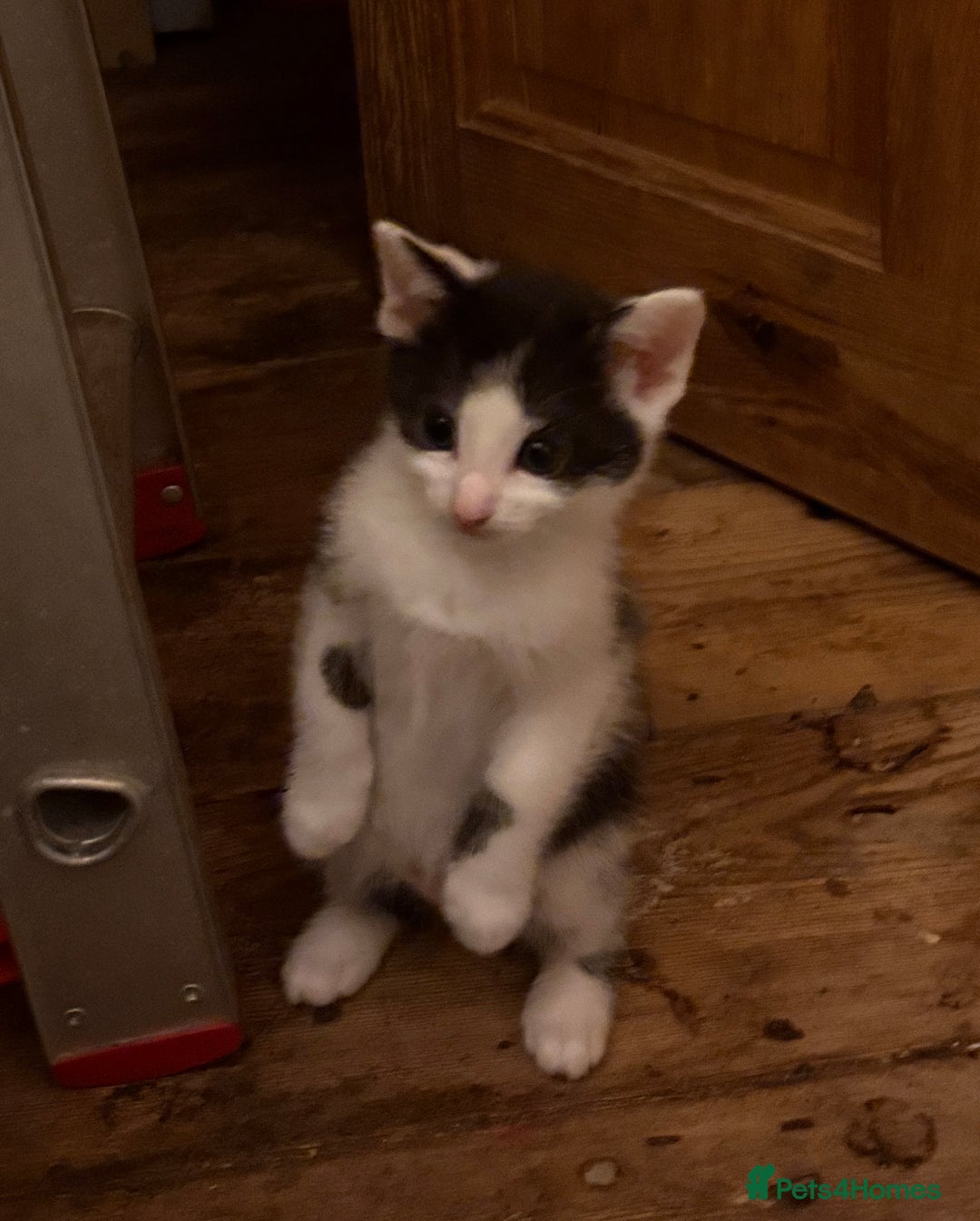 Mixed Breed cats for sale: Mixed breed kittens  - Image 5