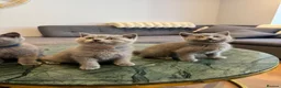 British Shorthair cats for sale: British Shorthair Kittens🐈‍⬛  - Advert 2
