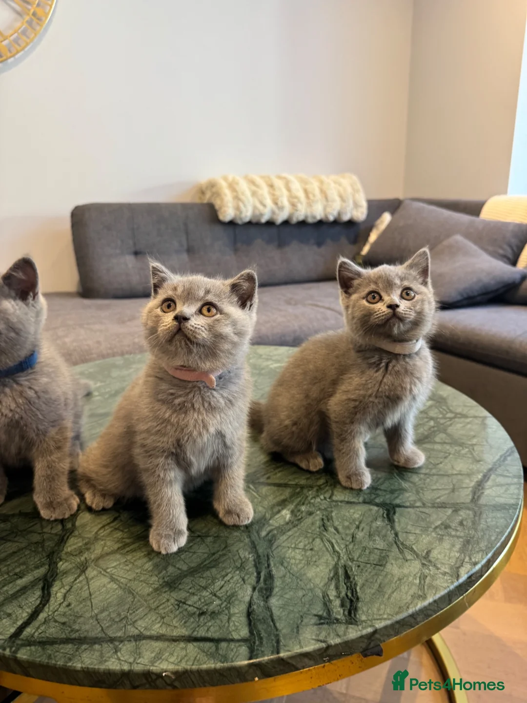 British Shorthair cats for sale: British Shorthair Kittens🐈‍⬛  - Advert 2
