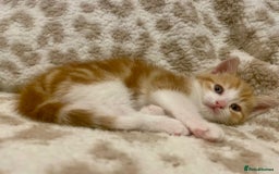 Mixed Breed cats for sale: ***BEAUTIFUL KITTENS*** Ready For New Homes - Image 5