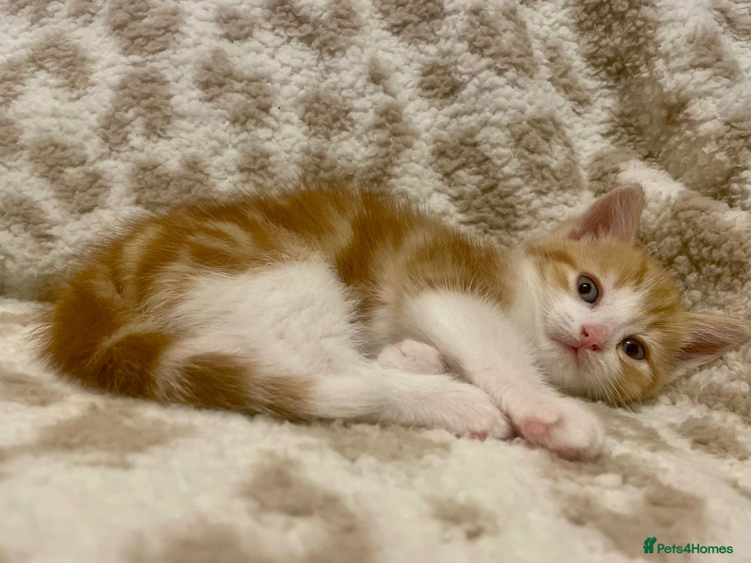 Mixed Breed cats for sale: ***BEAUTIFUL KITTENS*** Ready For New Homes - Image 5