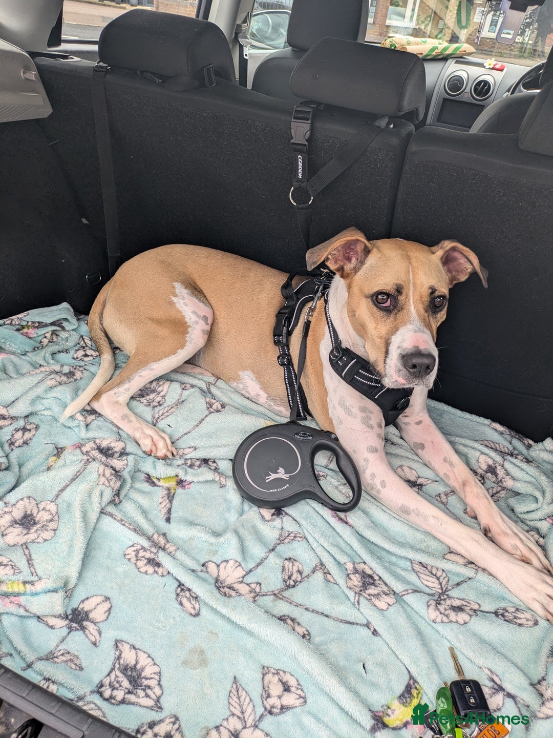 Mixed Breed dogs for sale: Beautiful and loving Cretan Hound cross  - Image 7