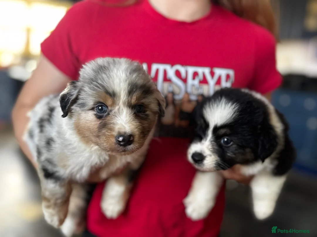 Australian Shepherd dogs for sale: Fully health tested KC registered showline Aussies - Advert 17