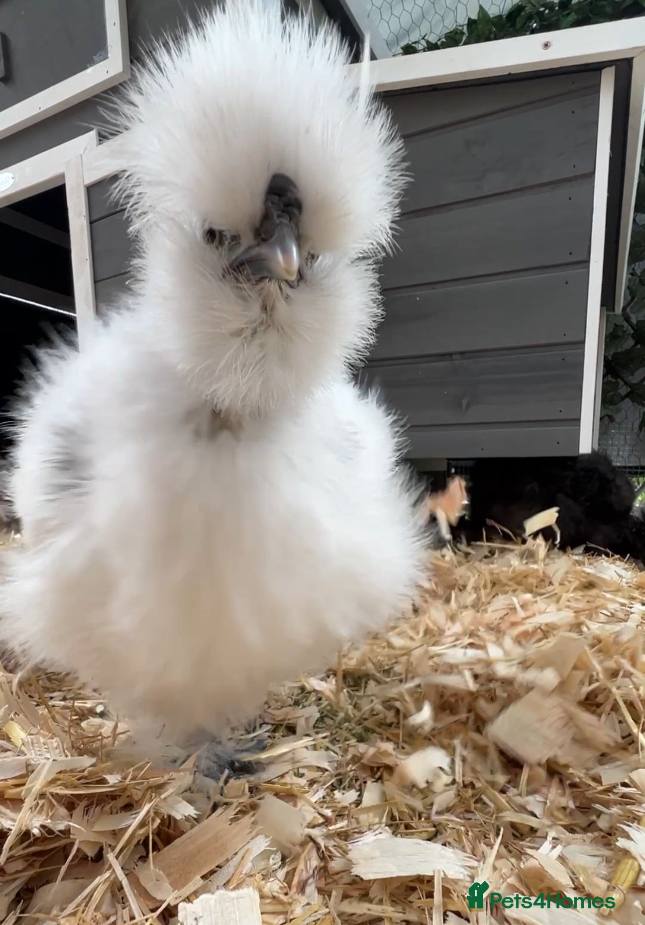 Chickens poultry Silkie Cockerel - Advert 1