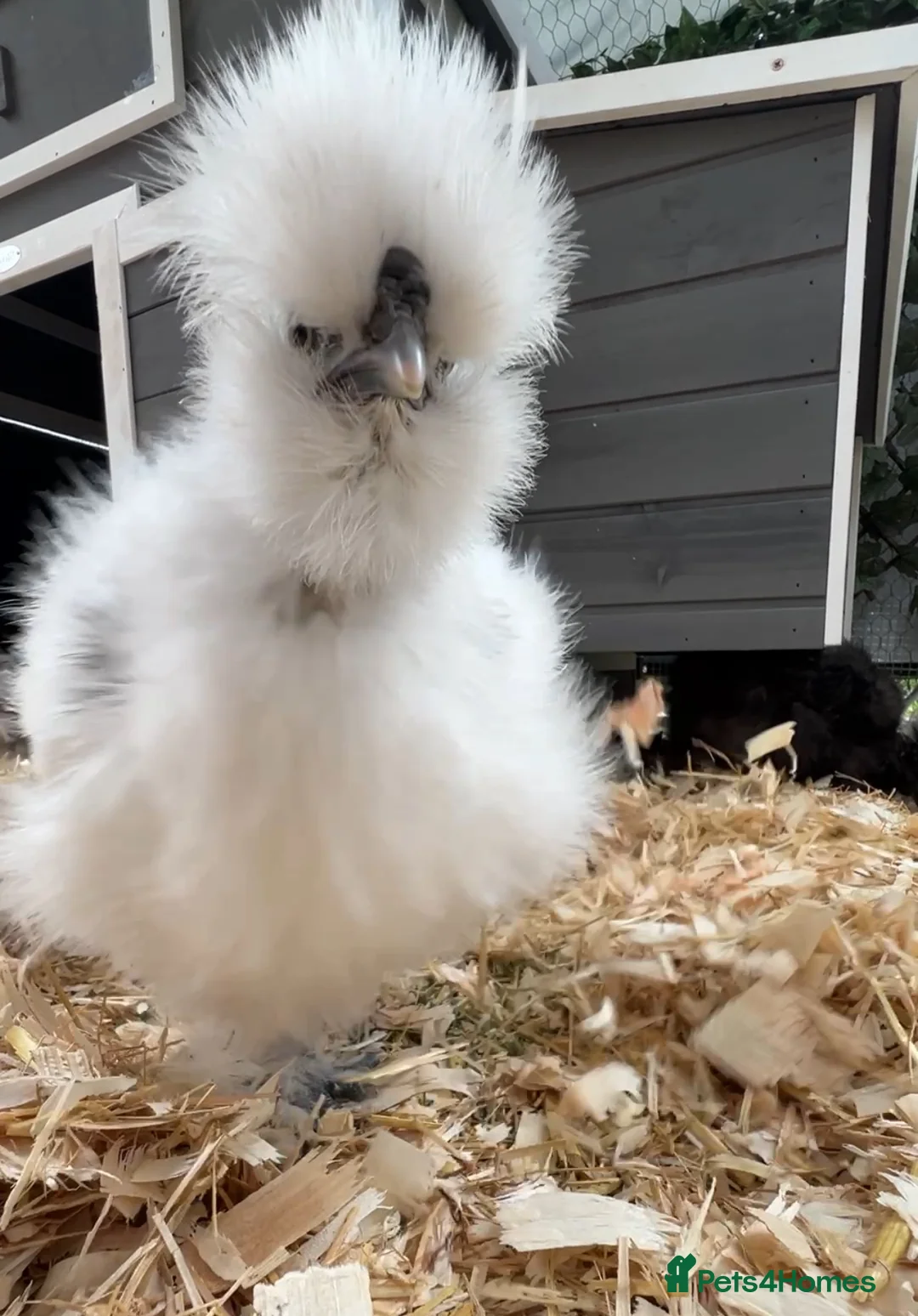 Chickens poultry for sale: Silkie Cockerel - Advert 1