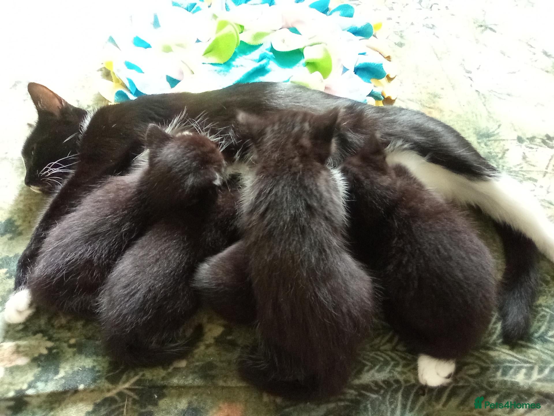 Mixed Breed cats Beautiful kittens ready now - Advert 1