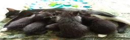 Mixed Breed cats for sale: Beautiful kittens ready now - Advert 1