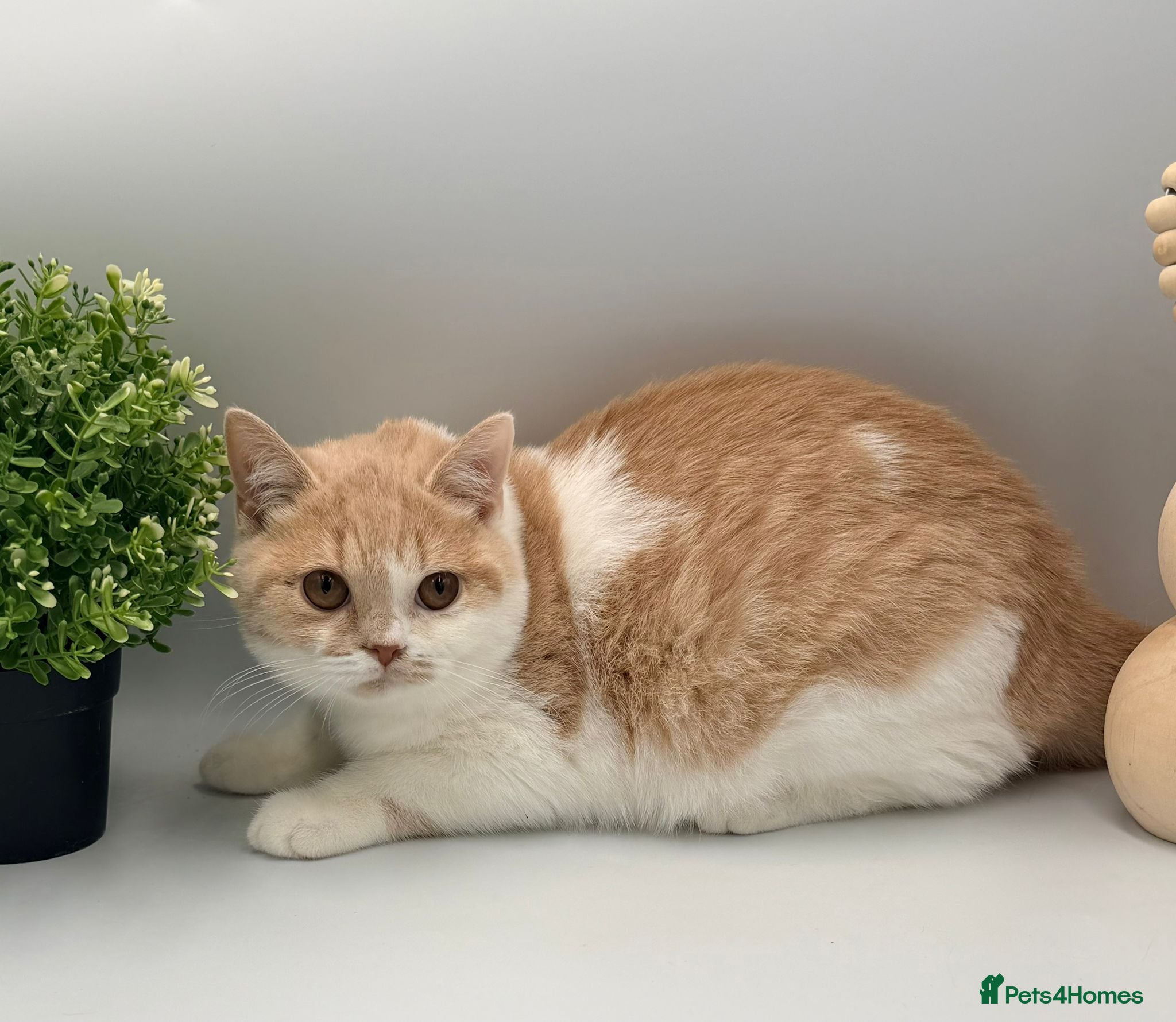 British Shorthair cats 2 lovely boys - READY NOW - Full Pedigree BSH - Advert 1