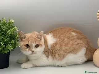 British Shorthair cats 2 lovely boys - READY NOW - Full Pedigree BSH - Advert 1