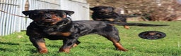 Rottweiler dogs for sale: Top Kc Registered Rottweiler Female Puppies - Advert 11