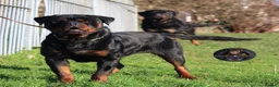 Rottweiler dogs for sale: Top Kc Registered Rottweiler Female Puppies - Advert 18