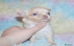 Chihuahua dogs for sale: KC REG HEALTH TESTED CHIHUAHUA BABIES - Image 14