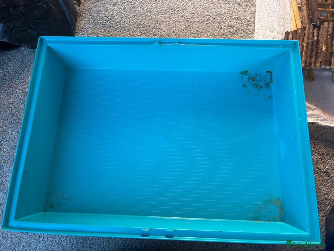 Rat rodents for sale: Dumbo Rats - Advert 9