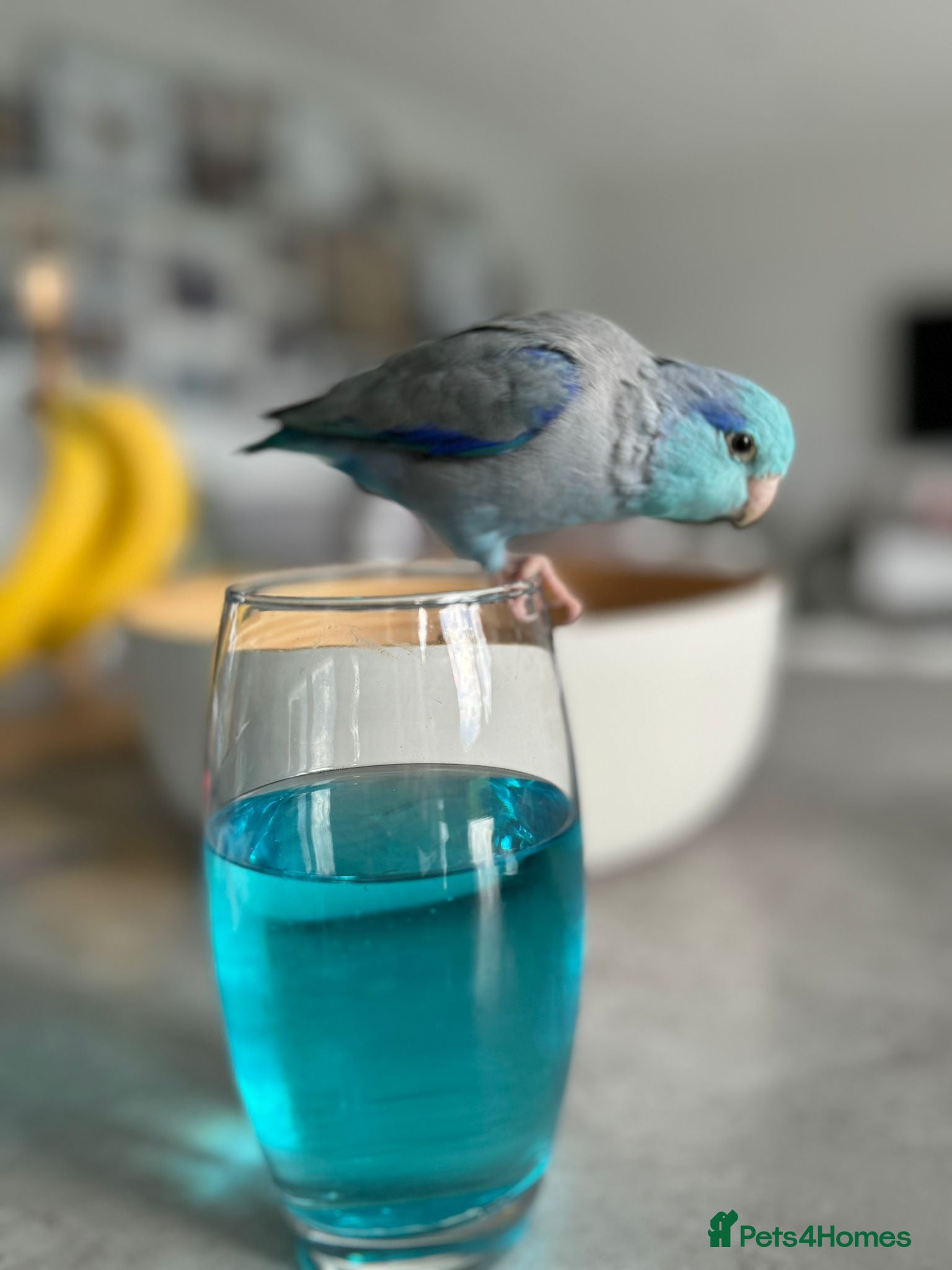 Parrots birds Talking. Extremely tame male parrotlet - Advert 1