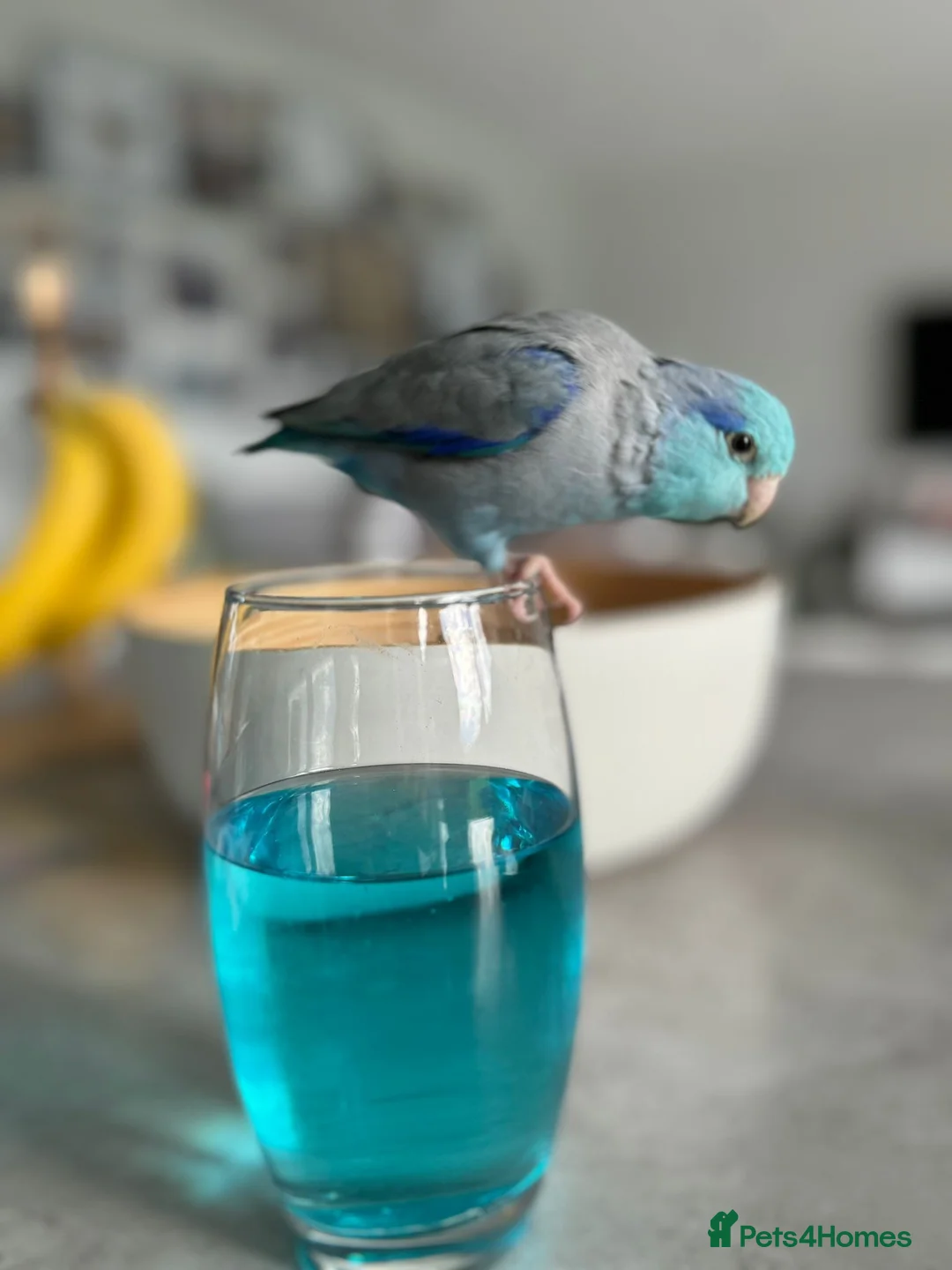 Parrots birds for sale: Talking. Extremely tame male parrotlet - Advert 1