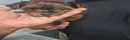 Yorkshire Terrier dogs for sale: 5 beautiful full breed yorkies for sale - Advert 17