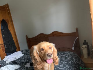 Sprocker dogs Sprockers for sale - Advert 1