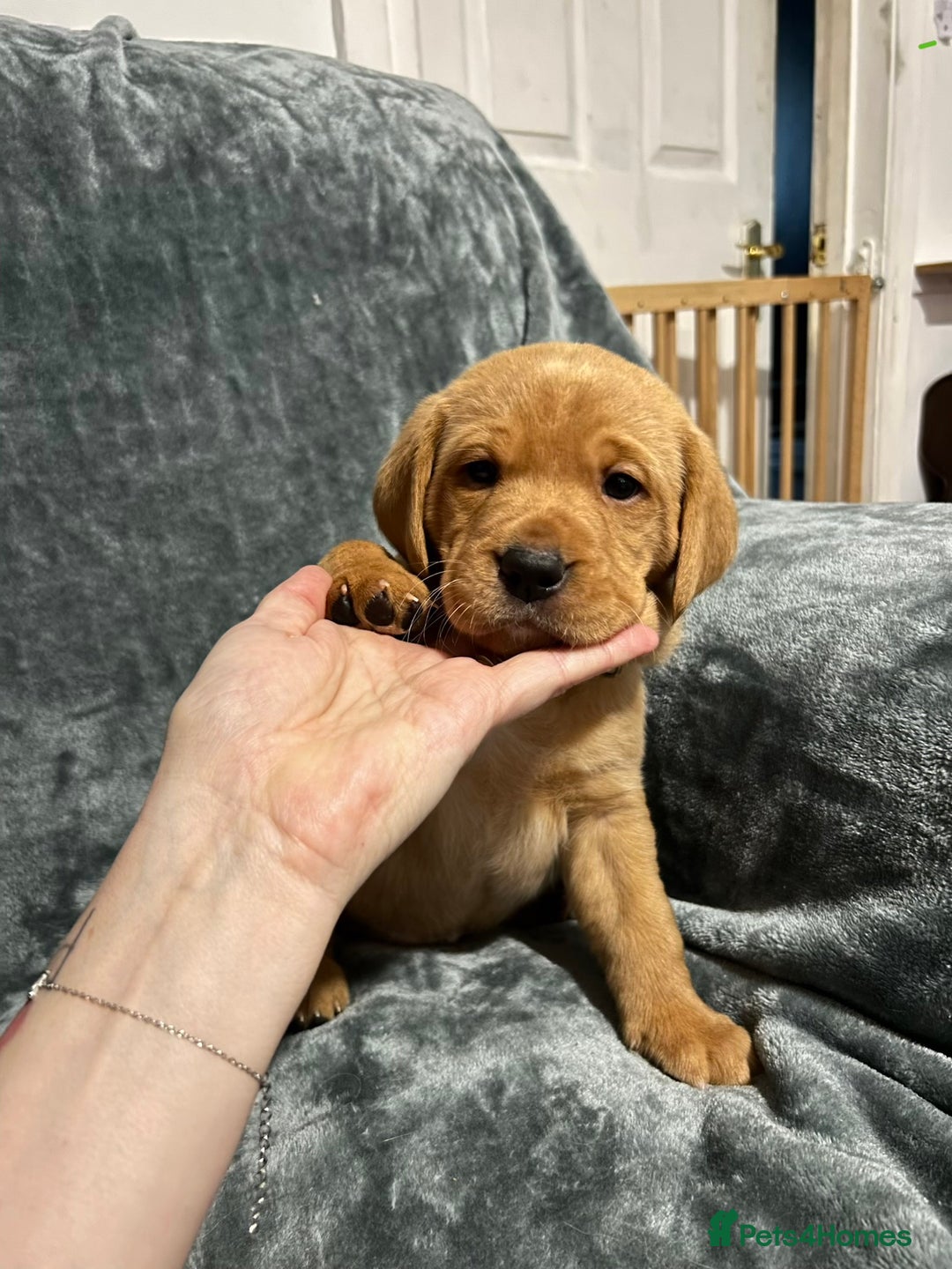 Labrador Retriever dogs for sale: 5 Pedigree KC Reg Fox Red Labs ready NYE  - Advert 2