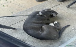 Cane Corso dogs for sale: 5 Month Female Cane Corso  - Image 2