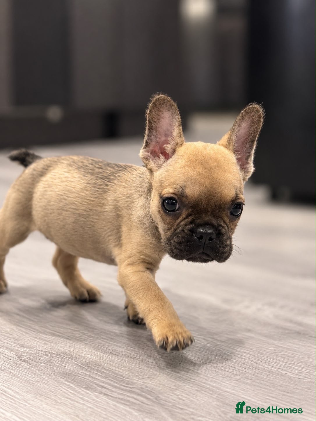French Bulldog dogs  💕 LAST 1 – BEAUTIFUL GIRL 💕 - Advert 13