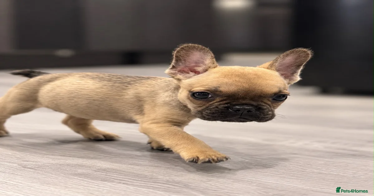 Frenchi Puppies for sale | Pets4Homes