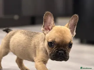 French Bulldog dogs 💕 LAST 1 – BEAUTIFUL GIRL 💕 - Advert 2