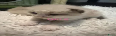 Ragdoll girl 2
