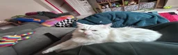 British Longhair cats for sale: 2 beautiful white cats  - Advert 1