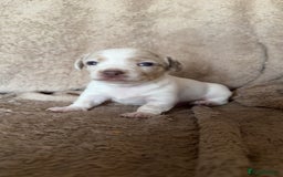 Chiweenie dogs for sale: 2 Male Puppies - Advert 8