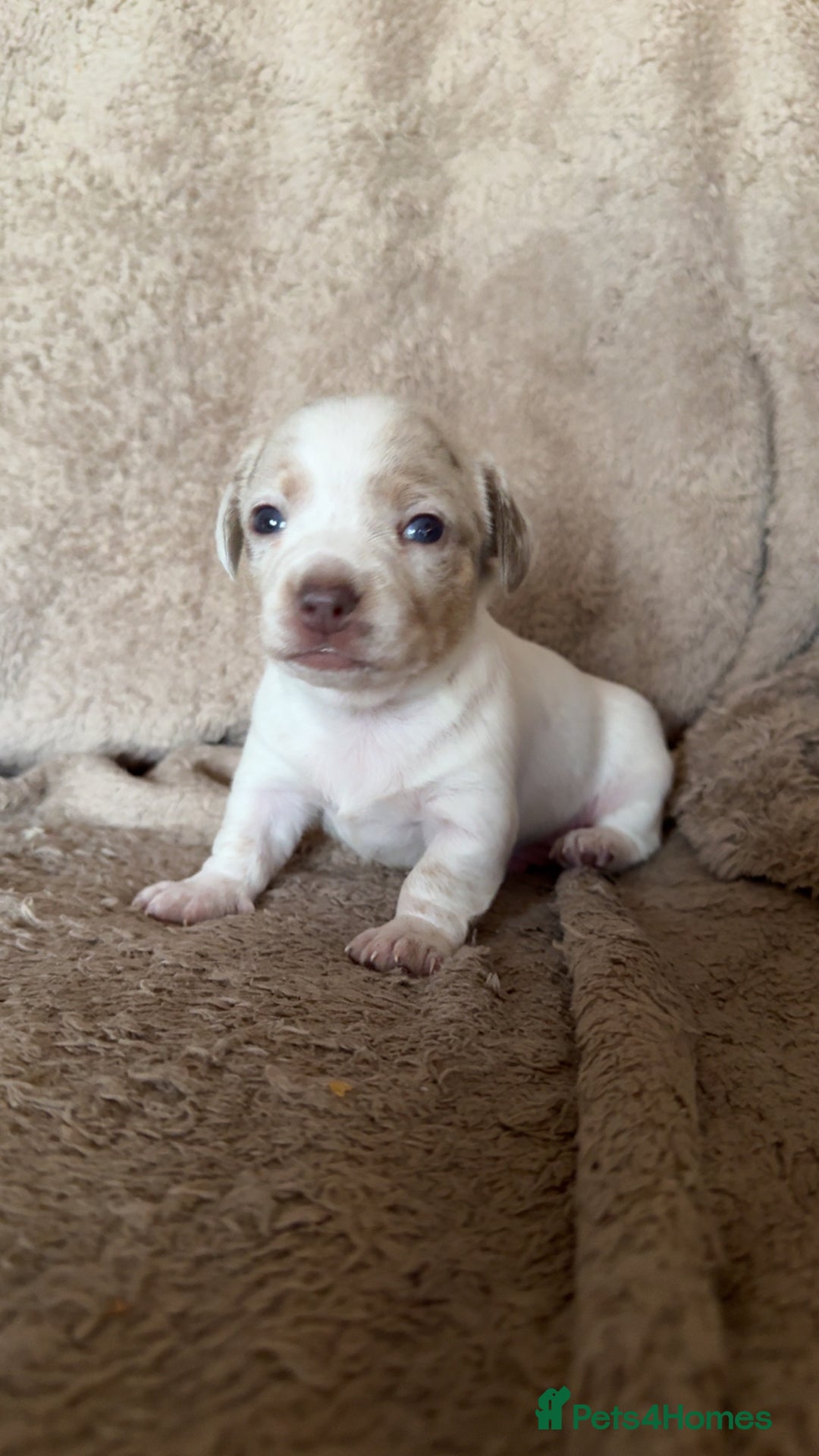 Chiweenie dogs for sale: 2 Male Puppies - Advert 8