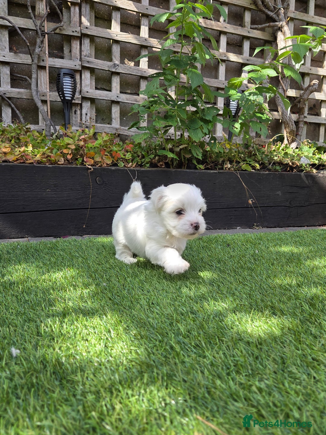 Bichon Frise dogs for sale: Bichon  - Image 5