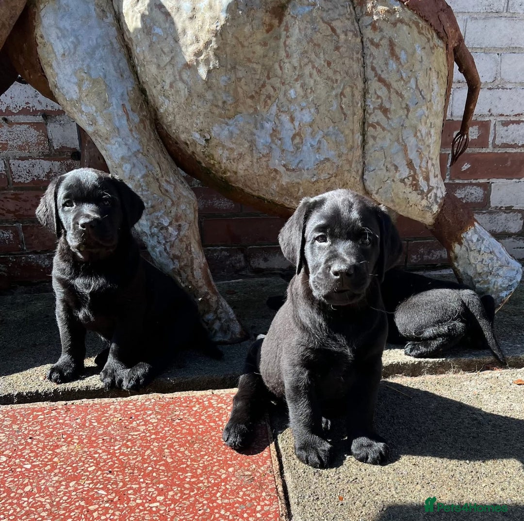 Labrador Retriever dogs for sale: Show chunky black Girls Available  - Image 2