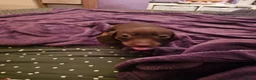 Dachshund dogs for sale: 5 beautiful puppies available - Advert 13