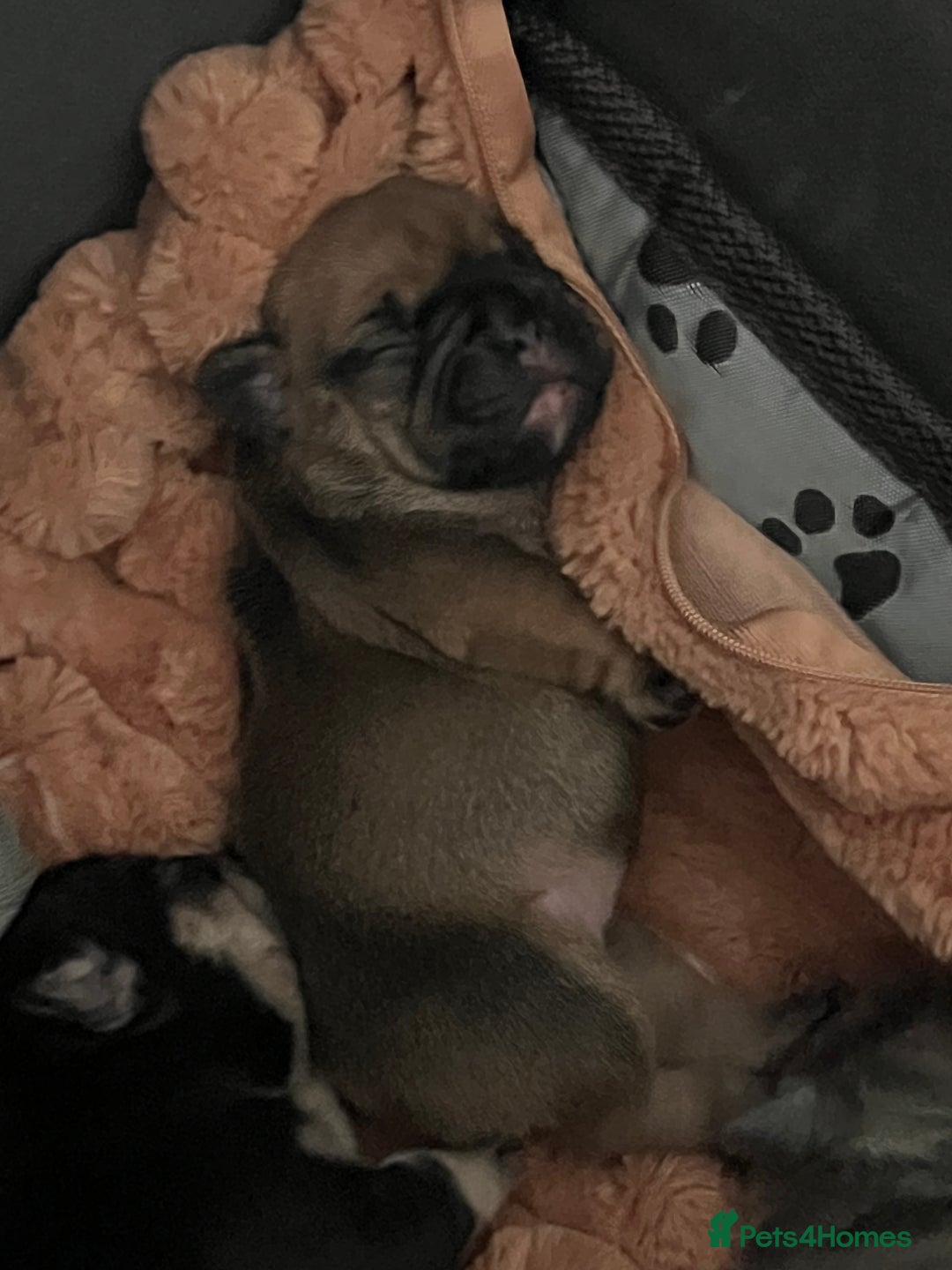 French Bulldog dogs for sale: french bulldog puppies in Manchester - Image 28
